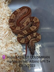 Boa Constrictor VPI T+ - 6