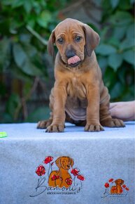 Rhodesian Ridgeback/Rodézsky riďžbek šteniatka s PP - 6