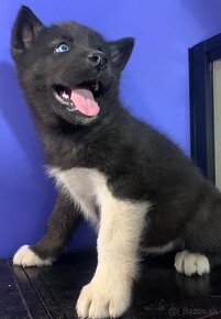 Americka Akita x Husky -Malamut - 6