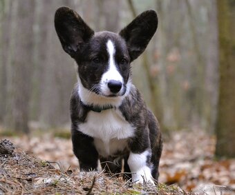 Welsh Corgi Cardigan - Krásný kluk s rodokmenem FCI - 6