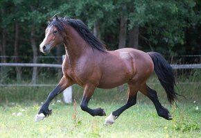 Kobylka Welsh cob D - 6