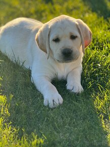 Labrador šteniatka - 6