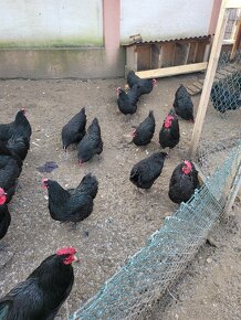 Kohuty australorp - 6