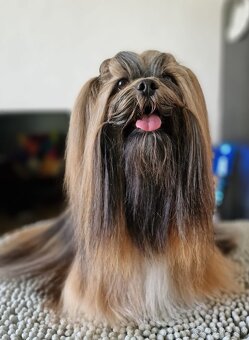 Prodám štěňata Lhasa Apso - 6