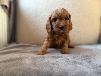 Cavapoo - 6