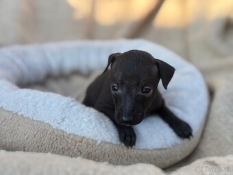 Taliansky chrtík (Italian greyhound) - 6