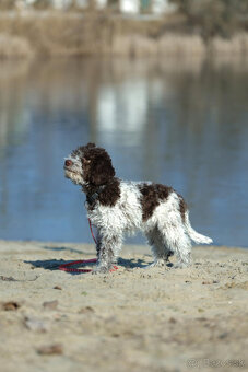 LAGOTTO ROMAGNOLO STENIATKO s PP papiermi - 6