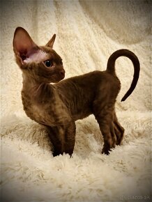 Čokoládové mačiatko Devon Rex z PP - 6