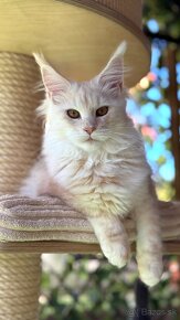 ❣️Mainská myvalia Maine Coon s PP❣️ - 6