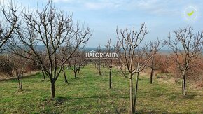 HALO reality - Predaj, rekreačný pozemok Žemberovce, s vinič - 6