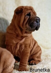 Šarpej, Sharpej, Shar-pei s PP - 6