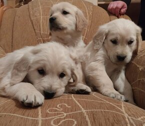 Zlatý (golden) retriever - šteniatka - 6