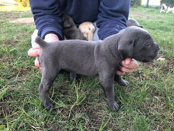 Cane Corso šteniatka - 6