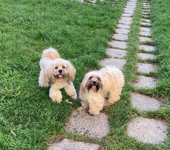 Lhasa apso - 6