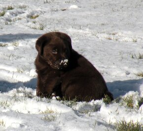 Labrador retriever -  čokoládové šteniatka s PP - 6