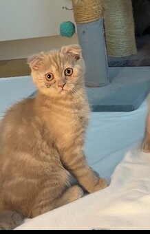 Scottish Fold - 6