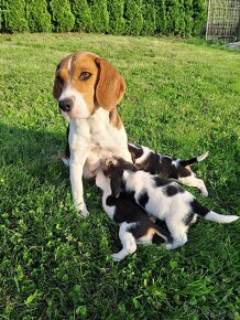 Beagle, Bigel, Bigl-steniatko, fenka - 6