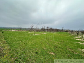 Krásny vinohrad na veľkom pozemku vo vinohradníckej oblast - 6