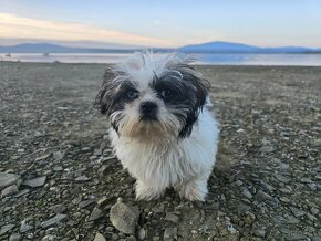 Mini Shi-tzu - naučená povely - 6