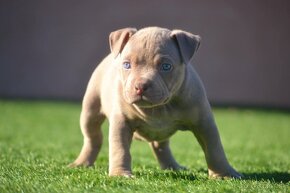 American bully - 6