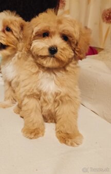 Maltipoo - 6