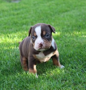 American Bully - 6