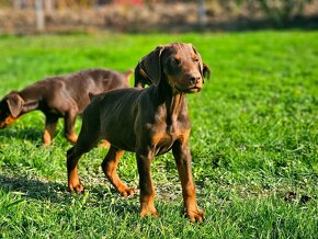 Doberman šteniatká - 6