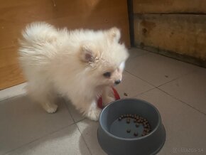 Predám pomeranian - 6