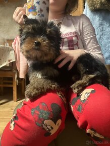 Yorkshire terrier s PP, Jork, - 6