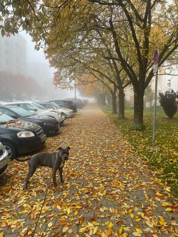 Darujem amerického stafordšírskeho teriér (amstaff, staford) - 6