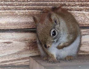 Veverička Kanadská - nepribuzný pár - 6