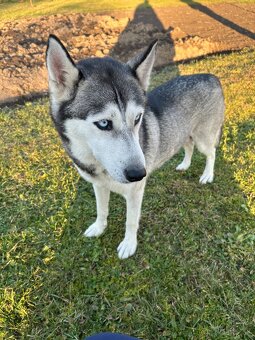 Darujem šteniatka - husky kríženec - 6