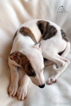 Whippet male - 6