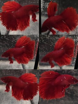 Betta Splendens - Bojovnica Pestrá - 6