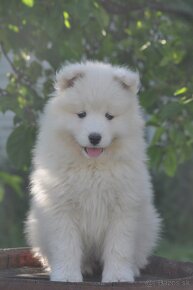 SAMOJED ŠTENIATKA S RODOKMEŇ - 6