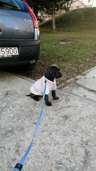 Predam cane corso - 6