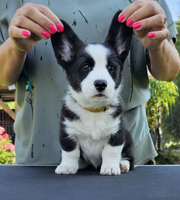 Welsh Corgi Cardigan-štěňata s průkazem původu FCI - 6