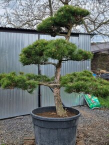 Záhradné bonsaje NIWAKI Pinus nigra - 6