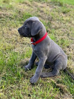 Výnimočné šteniatka americký bandog s rodokmeňom - 6