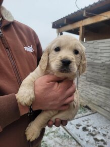 Golden retriever-zlatý retriever - 6