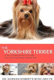 Jorkšírsky teriér  Yorkshire Terier  - šteniatka  2x fenka - 6