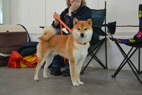 Shiba inu  s PP - 6