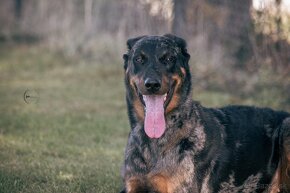 Beauceron s PP - 6