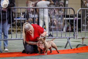 American bully exotic micro - 6