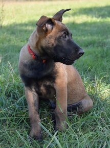 Belgický ovčák Malinois - 6