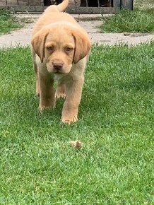 Čistokrevní štěňata labrador IHNED - 6