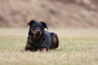 Beauceron s PP - 6