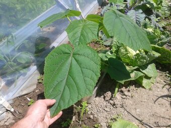 Semená rýchlorastúceho stromu Paulownia 120+ ks - 6