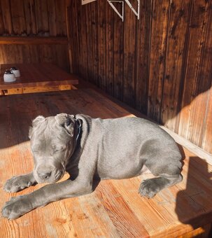 Šteniatka Cane Corso - 6