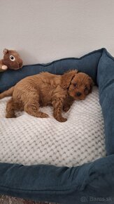 Cavapoo - 6